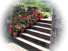 The 1-10 Project: Six Pots of Geraniums