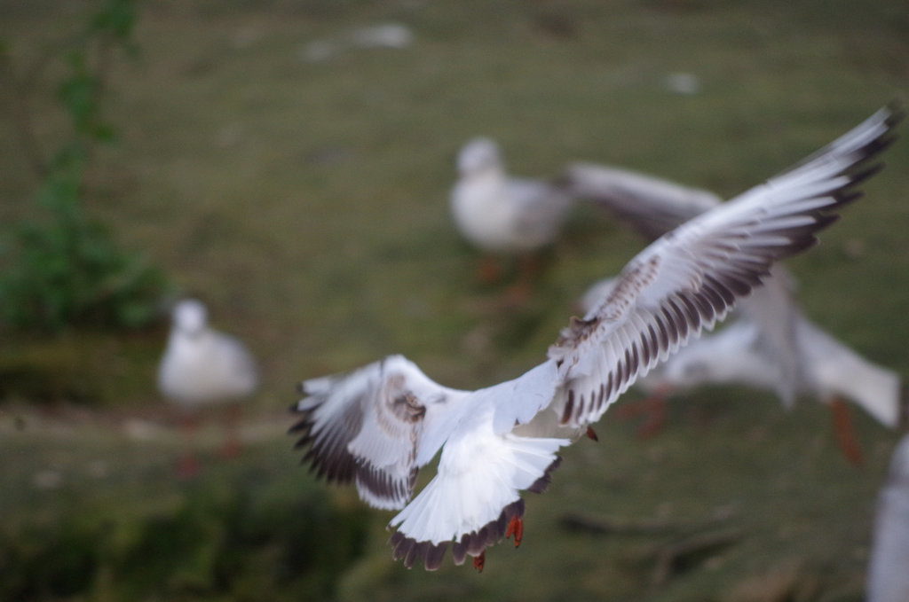 Parc aux oiseaux - Villars les Dombes