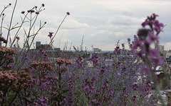 Flower skyline