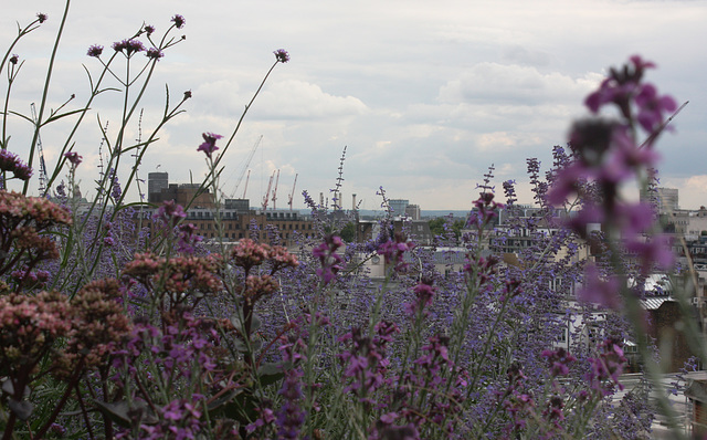 Flower skyline