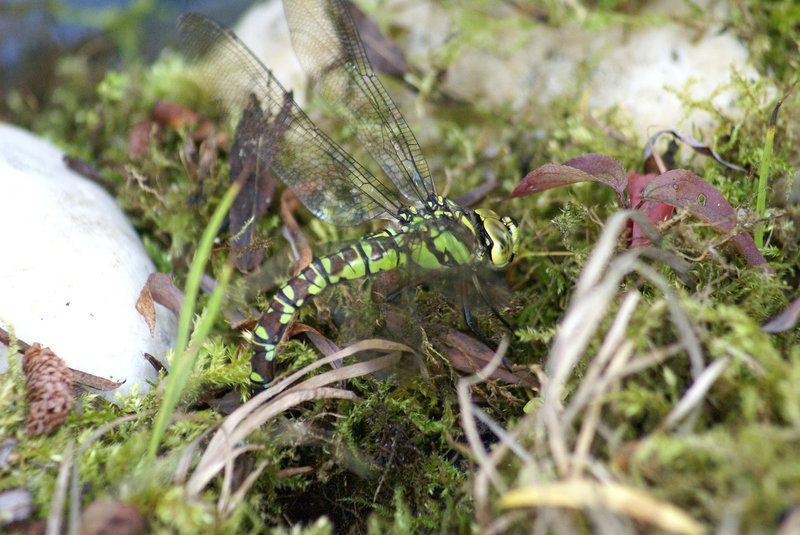 Blaugrüne Mosaikjungfer (Aeshna cyanea) bei der Eiablage. ©UdoSm