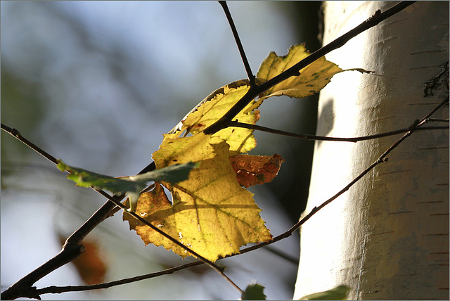 Petit bouleau d'automne