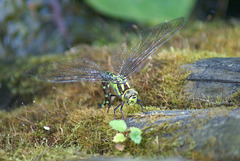 Blaugrüne Mosaikjungfer (Aeshna cyanea) ©UdoSm