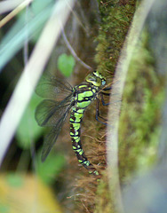 Blaugrüne Mosaikjungfer (Aeshna cyanea) bei der Eiablage. ©UdoSm