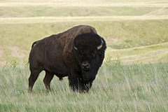 Bison, 2012