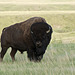 Bison, 2012