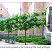 Pleached trees in Bruges 11.6.2005