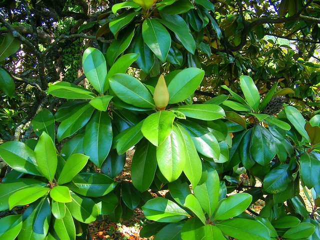 Magnolia parasol