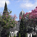 Mosteiro dos Jerónimos, Chorisia speciosa