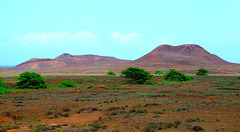 Acacia plantation