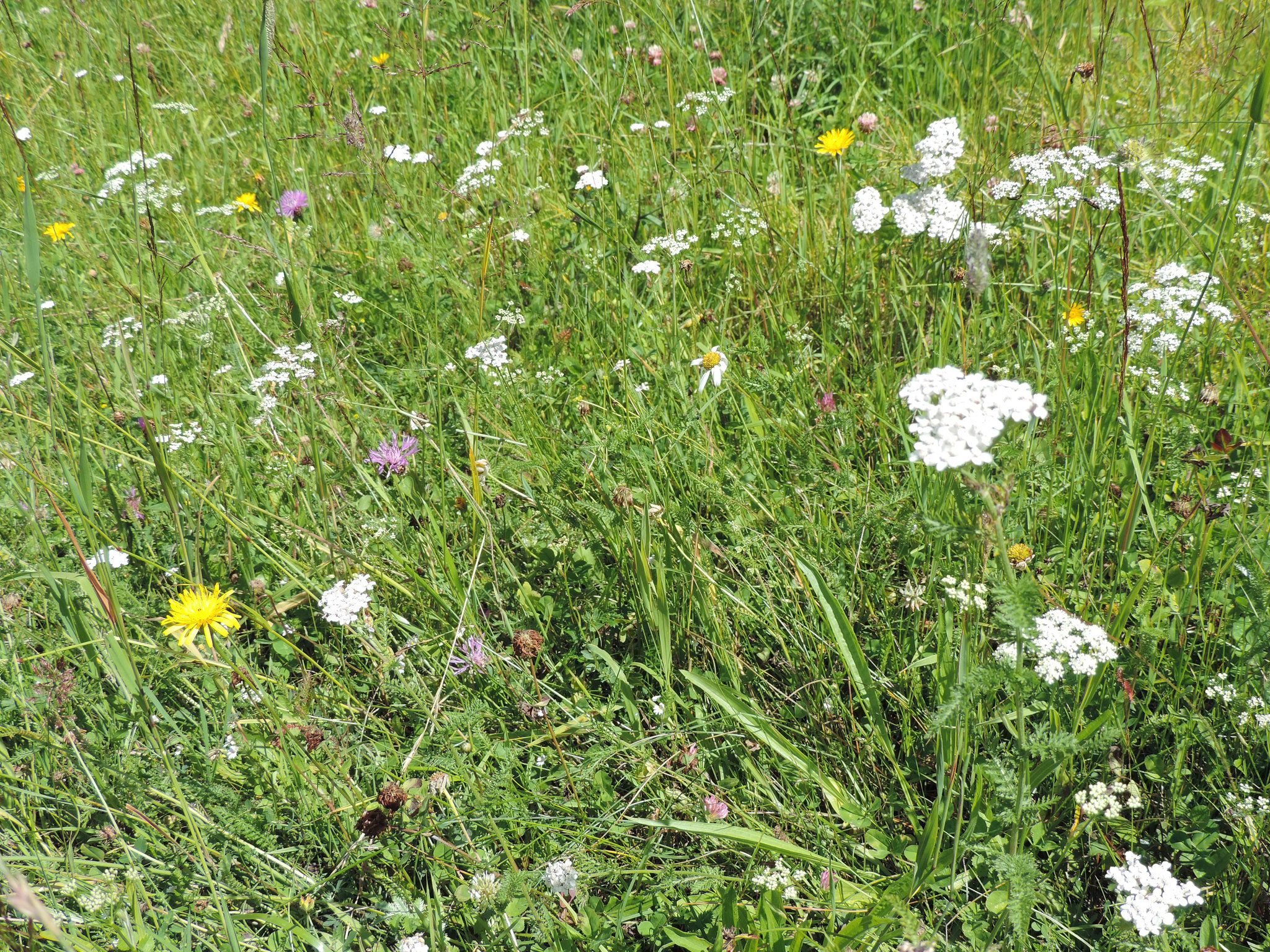 Bergwiese Naggler Alm