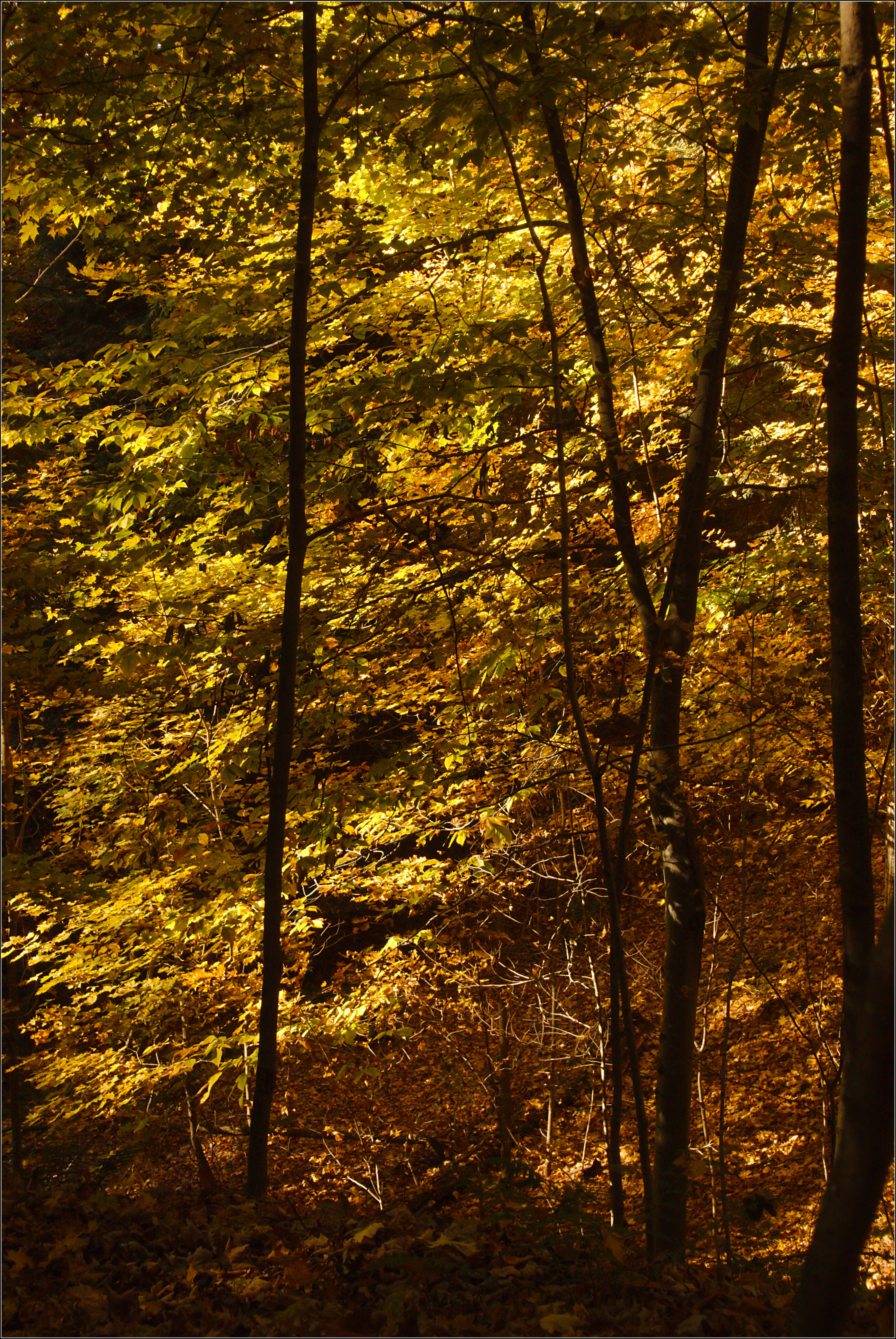 Along the Trail