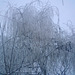 Frozen willow.