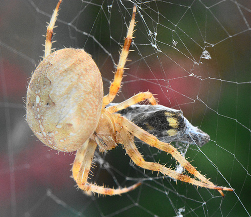 My resident Spider catches and wraps up a Butterfly