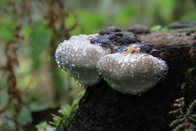 Sweating Polypores