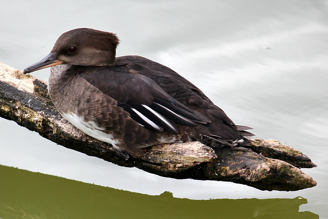 Harle couronné = Mergus cucullatus