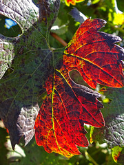 Autumn hued Grape vine leaves Pt 2 !