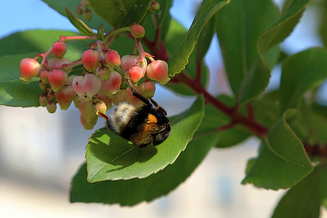 Pollinisation , le maillon affaibli