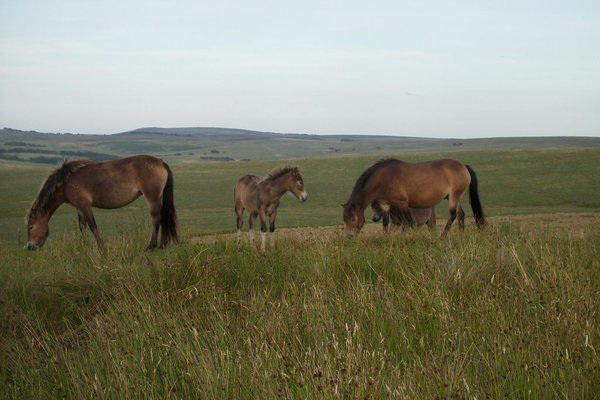Three horses on the moor