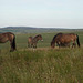 Three horses on the moor