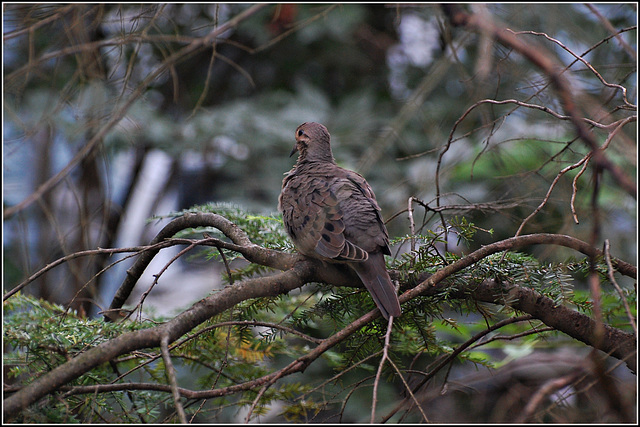 Mourning Dove 3