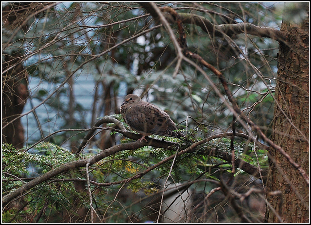 Mourning Dove's Autumn disposition