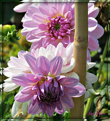 Bonne journée mes ami(e)s !❤️