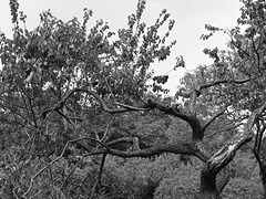 Prunus mume in August