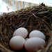 Eastern Phoebe Nest with Five Eggs