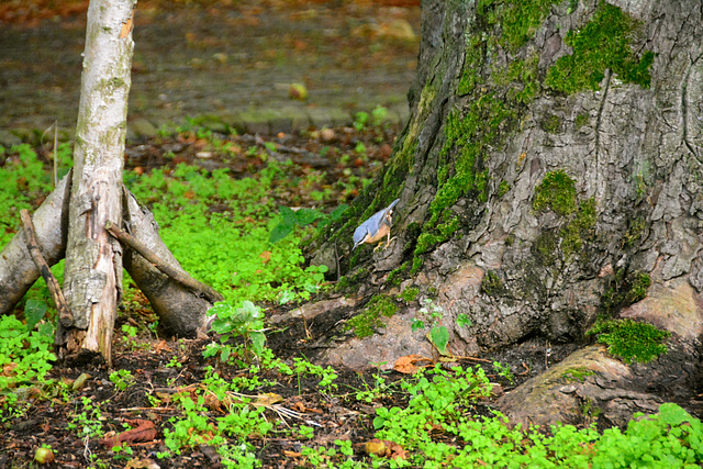 Nuthatch