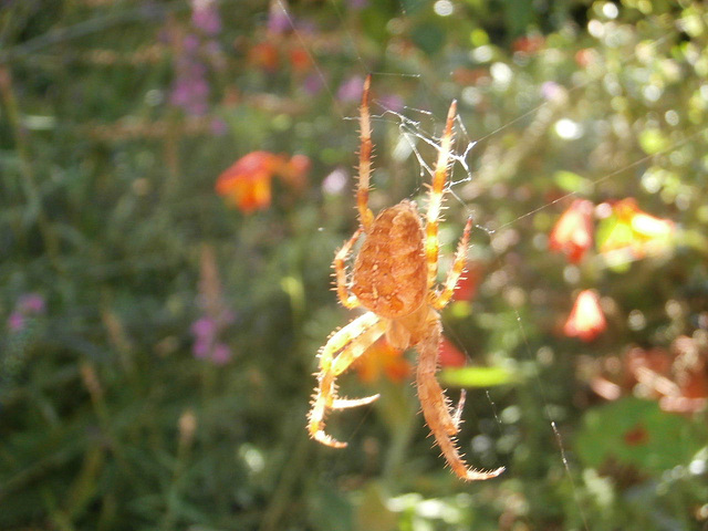 Big spider in the garden
