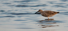 Wading Adult Breeding Willet