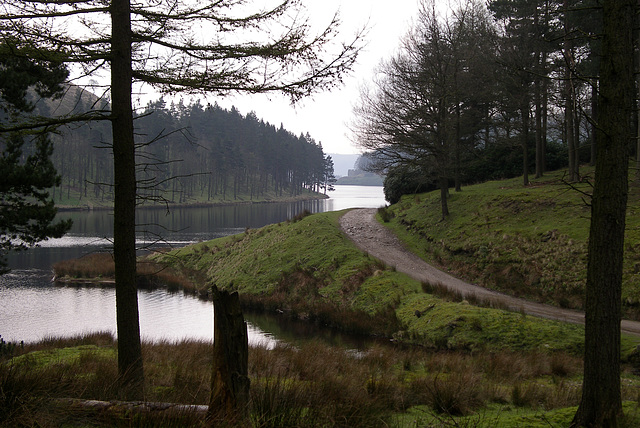 Kings Tree end of Howden Reservoir