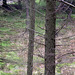 Brambling in those trees