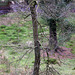 Brambling in those trees