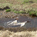 Folllowing the Derwent past Slippery Stones
