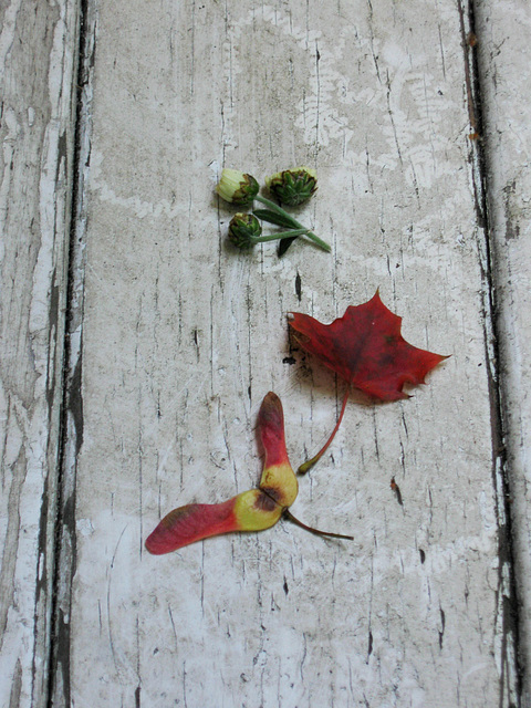 Autumn en miniature