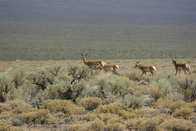 Pronghorns