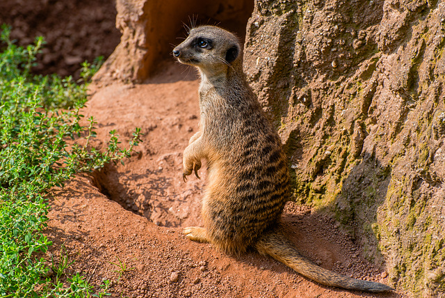 Erdmännchen - 20140906