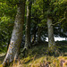 Avebury - 20140806