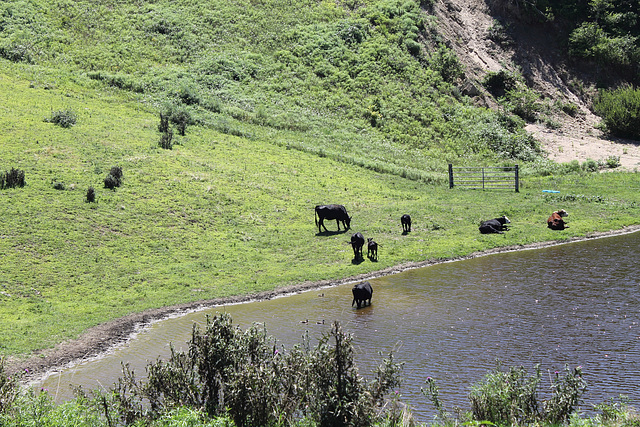 Block Island cows