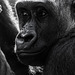 Gorilla - 20140906