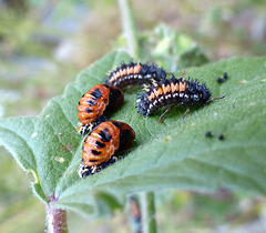 Harmonia axyridis - larve e pupe