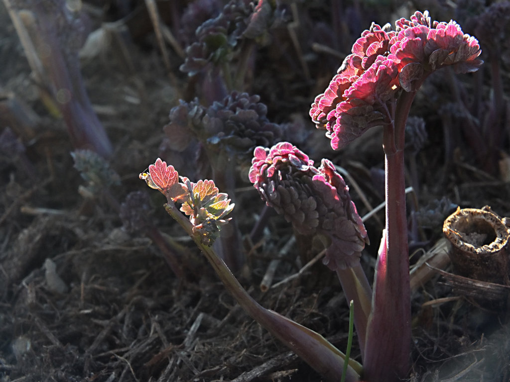 DSCF0736_PurpleFoliage_sm
