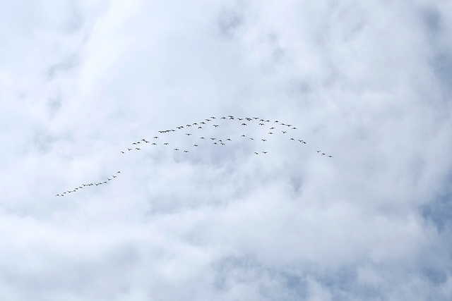 Geese over Lyme Park