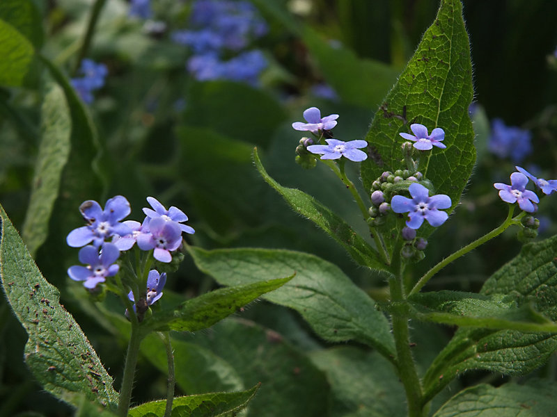 DSCF0834_ForgetMeNots_sm