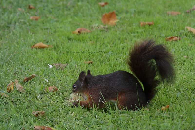 Eichhörnchen (Wilhelma)