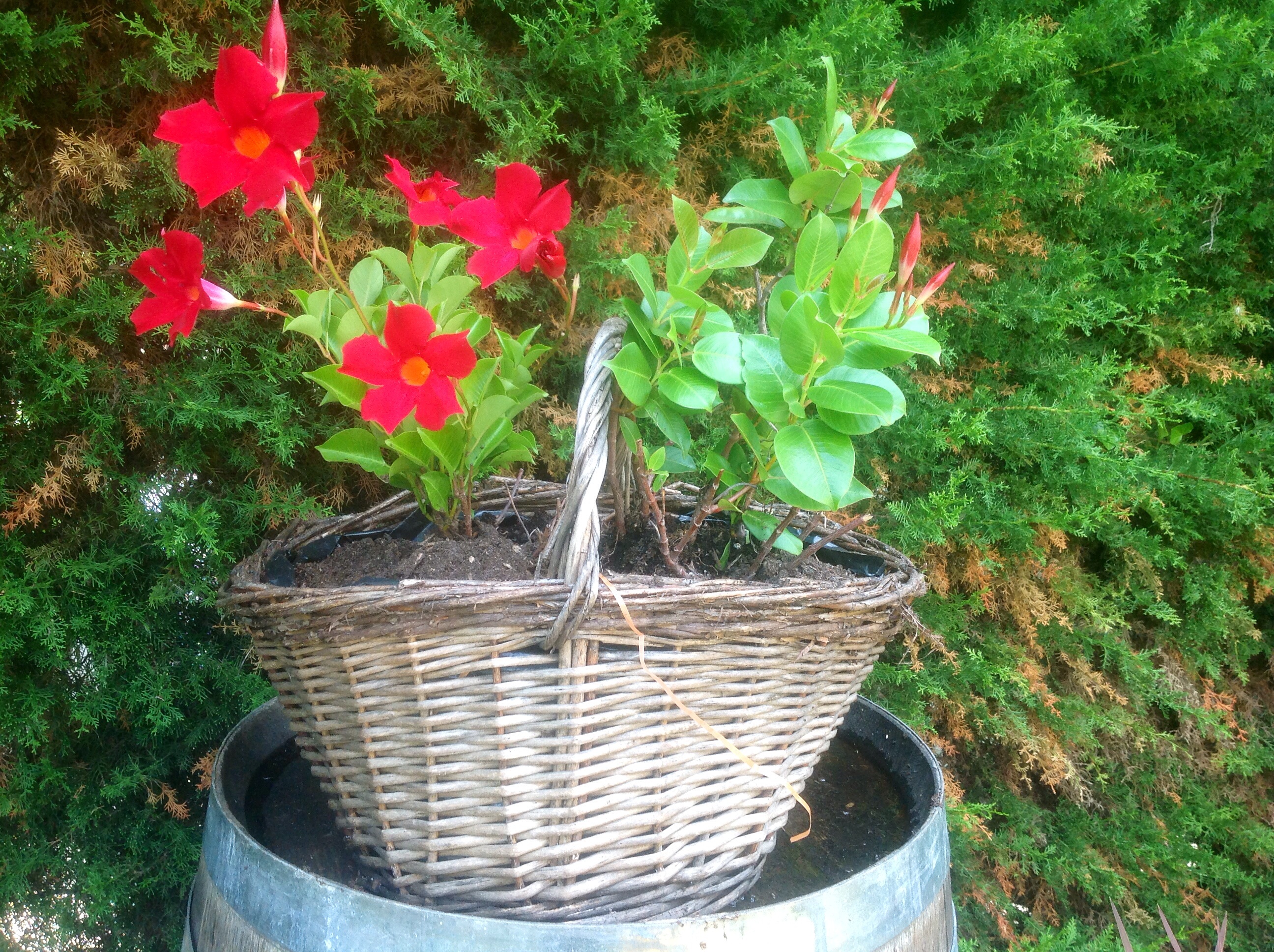 En fleurs
