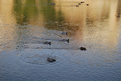 Risées sur l'Aude