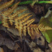 fern, Nerstrand Woods, October